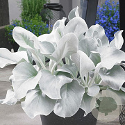 Senecio candicans Angel Wings 35-40 cm 2,0L