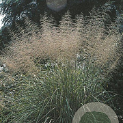 Sporobolus wrightii GM P9