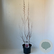 Tamarix ramos. 'Pink Cascade' 30-40 cm 3,5L