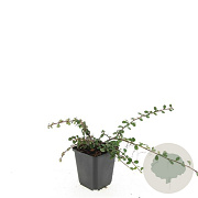 Cotoneaster pr. 'Queen of Carpets' GM P9
