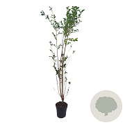 Ligustrum ovalifolium 125-150 cm 4,5L