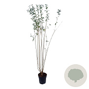 Ligustrum vulgare 125-150 cm 4,5L