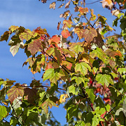 Acer rubrum 8-10 HO wortelgoed