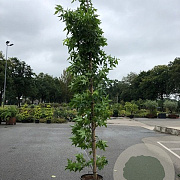 Liquidambar s. 'SlenderSilhouette' 10-12 HO container geveerd