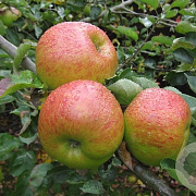 Malus d. 'Dubbele Benderzoet' halfstam wortelgoed