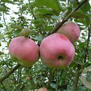 Malus d. 'Ontario' 8-10 HO wortelgoed