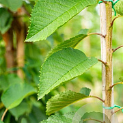 Prunus a. 'Early Rivers' 6-8 HO wortelgoed