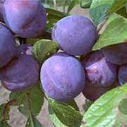 Prunus d. 'Wangenh. Frühzwetsche' 8-10 HO wortelgoed