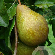 Pyrus c. 'Heerepeer' 8-10 HO wortelgoed