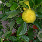 Citrus limetta 'Pursha' 50 cm stam container