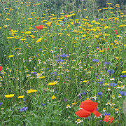 A6 Akkerbloemenmengsel per gram