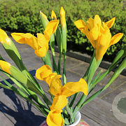 Iris (dui) 'Golden Beauty' GM P9