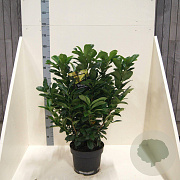 Prunus l. Etna 80-100 cm 10L