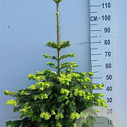 Abies nordmanniana 80-100 cm 20L