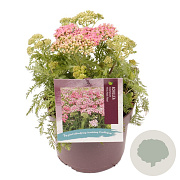 Achillea m. Milly Rock Rose GM 2,0L