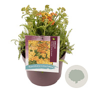 Achillea m. Milly R. Ye. Terracotta GM 2,0L