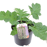Acanthus mollis GM 2,0L