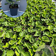 Brunnera macrophylla GM 2,0L