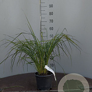 Calamagrostis brachytricha GM 2,0L