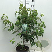 Cornus k. 'Milky Way' 60-80 cm 7,5L