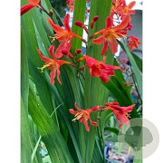 Crocosmia 'Carmine Brilliant' GM 2,0L