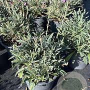 Erysimum 'Bowles' Mauve' GM 2,0L