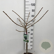 Ginkgo bil. 'Mariken' 60 cm stam 7,5L