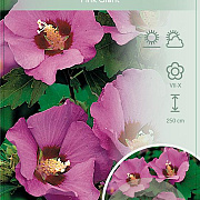 Hibiscus syr. Pink Giant 50-60 cm 7,5L