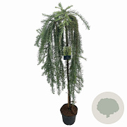 Larix kaempf. 'Stiff Weeper' 120 cm stam 7,5L