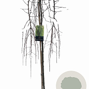 Larix kaempf. 'Stiff Weeper' 120 cm stam 7,5L