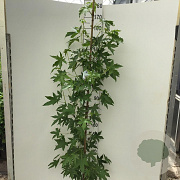 Liquidambar s. 'Worplesdon' 175-200 cm 7,5L Gestokt
