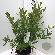 Magnolia stellata 60-80 cm 12L