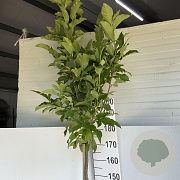 Magnolia 'Susan' 180 cm stam 12L