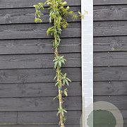 Passiflora caerulea 150-175 cm vierkant rond 5,5L