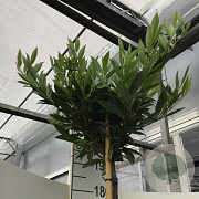 Prunus l. 'Otto Luyken' 180 cm stam 15L