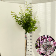 Prunus triloba 125 cm stam 7,5L