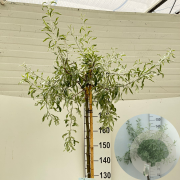 Pyrus salicifolia 'Pendula' 180 cm stam 15L