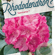 Rhododendron 'Germania' 60-70 cm 20L