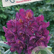Rhododendron 'Marcel Menard' 80-100 cm cont. 80L