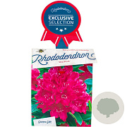 Rhododendron 'Old Port' 60-70 cm 20L