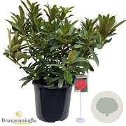 Rhododendron 'Wilgen's Ruby' 60-70 cm 20L