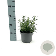 Rosmarinus officinalis GM 2,0L