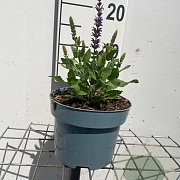 Salvia nem. 'Ostfriesland' GM 2,0L