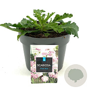Scabiosa col. 'Pink Mist' GM 2,0L