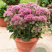 Sedum 'Carl' GM 2,0L
