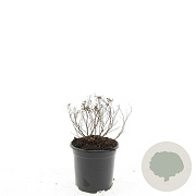 Spiraea jap. 'Albiflora' GM 1.5