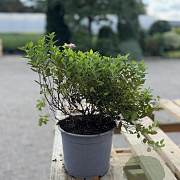 Spiraea jap. 'Little Princess' GM 2,0L