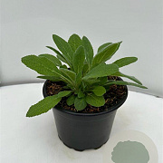 Stachys byzantina GM 2,0L