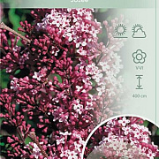 Syringa 'Josée' 90 cm stam 7,5L