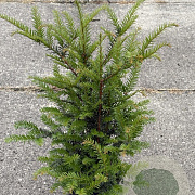 Taxus baccata 50-60 cm 5,0L